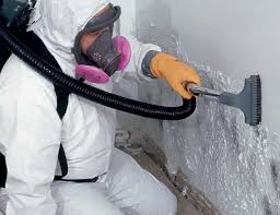 Why You Should Choose Our Mold Remediation Services in Melody Hill, IN